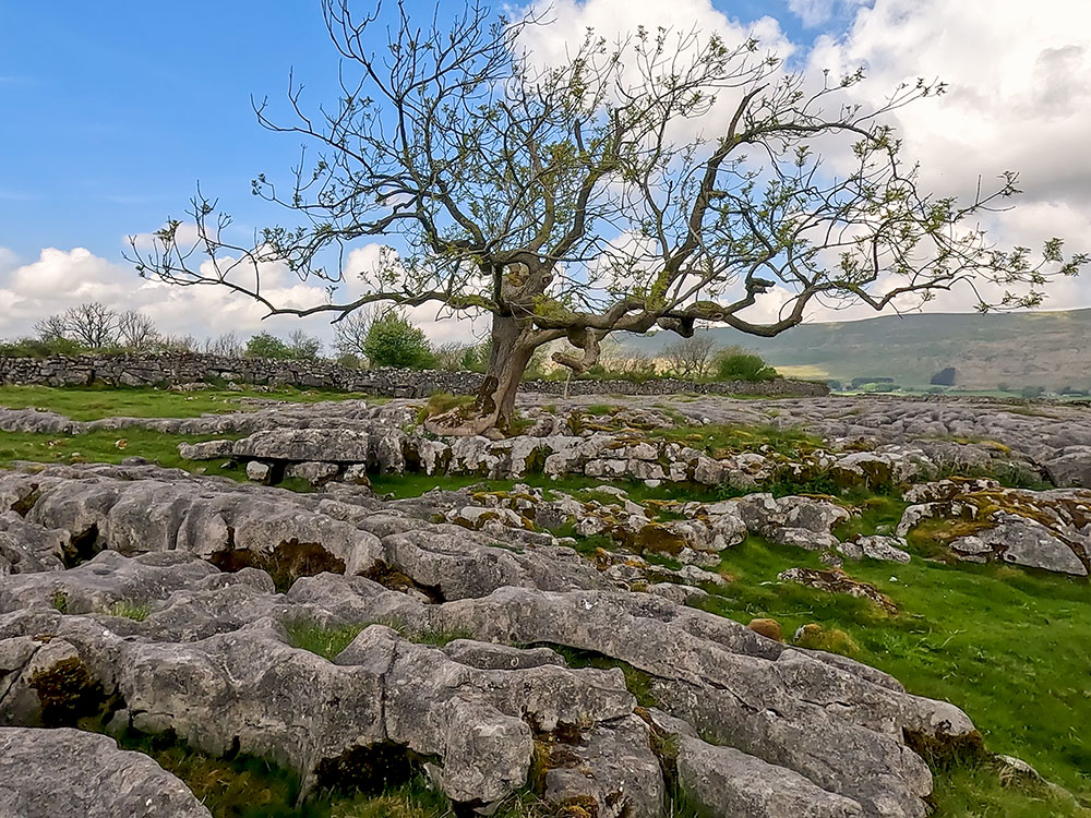 A tree sat amongst a limestone pavement, looking towards Whernside