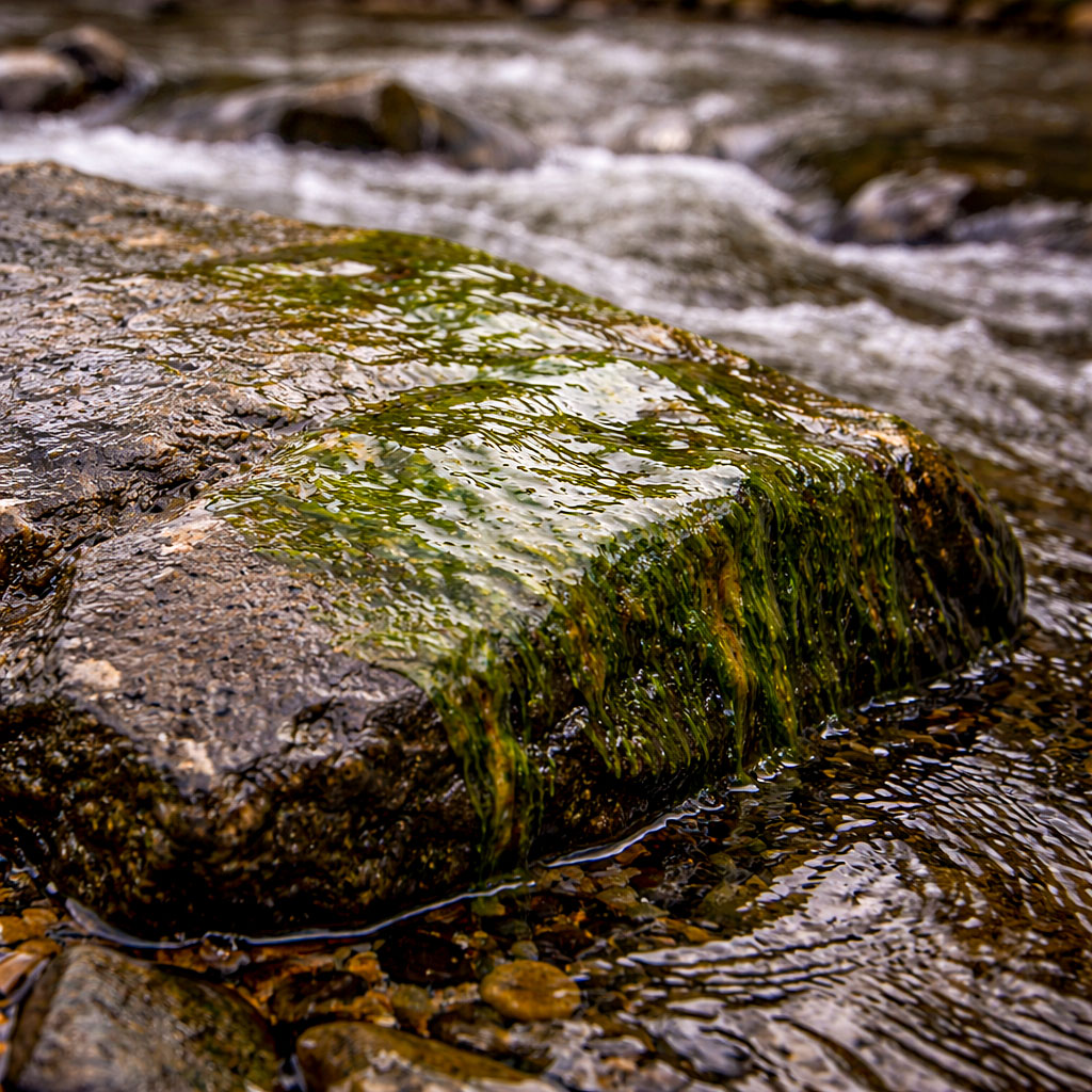 Wet rock with algae showing a slippery surface in winter conditions, which micropsikes struggle with
