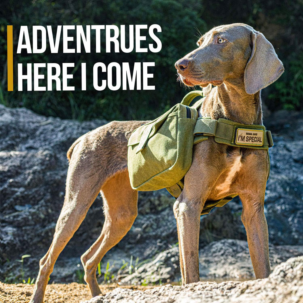 OneTigris Dog Saddlebag Backpack - in use