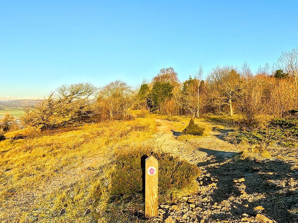 The path onwards continues to follow the purple wooden waymarker across Arnside Knott