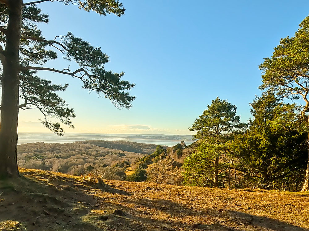 Looking out towards Morecambe Bay through the Scots Pine on Arnside Knott