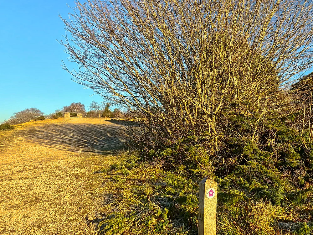 Purple arrow waymarker pointing uphill towards the bench