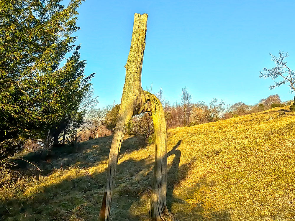 The Knotted Larch Tree on Arnside Knott, often known as the 'h' tree or Giraffe Tree