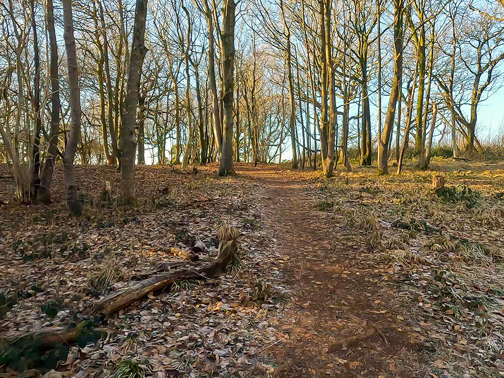 The path heads on through Arnside Knott Wood