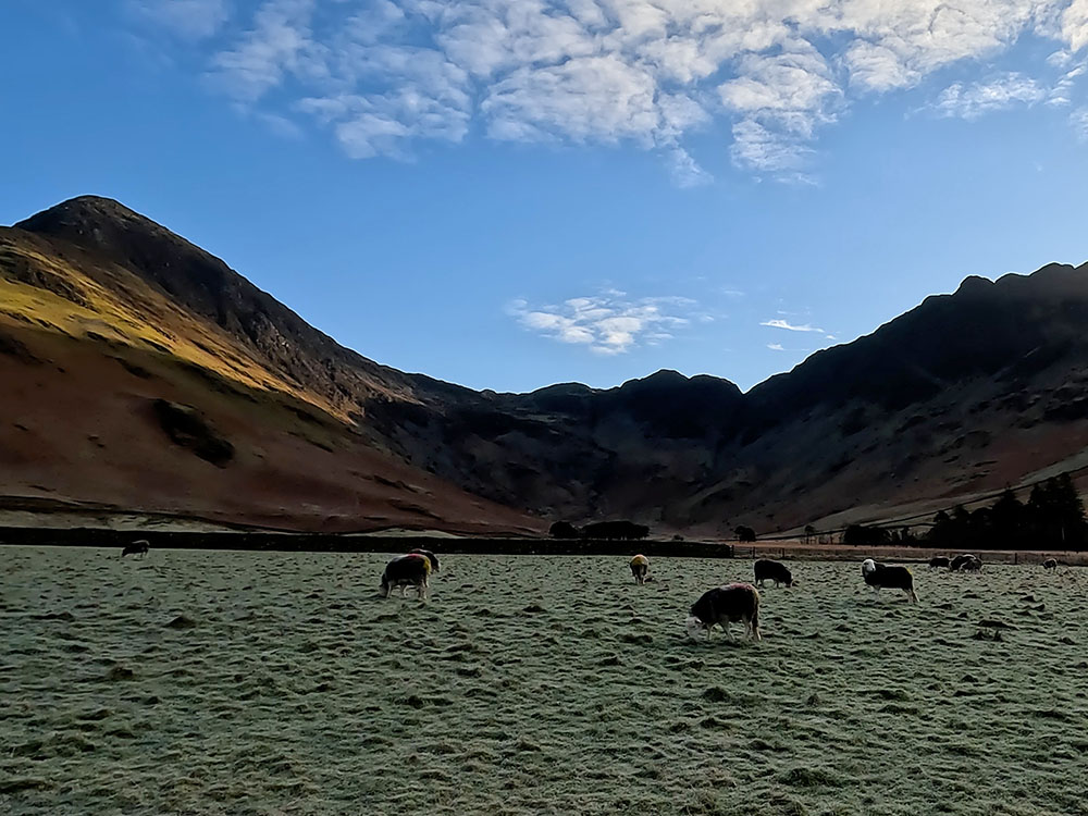 Herdwick Sheep