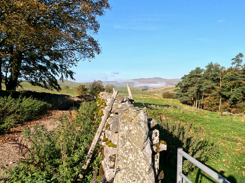 Ingleborough from the walled lane