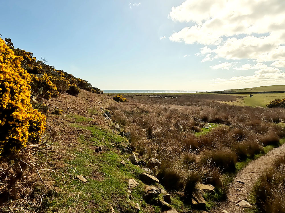 Footpath heading through the yellow gorse