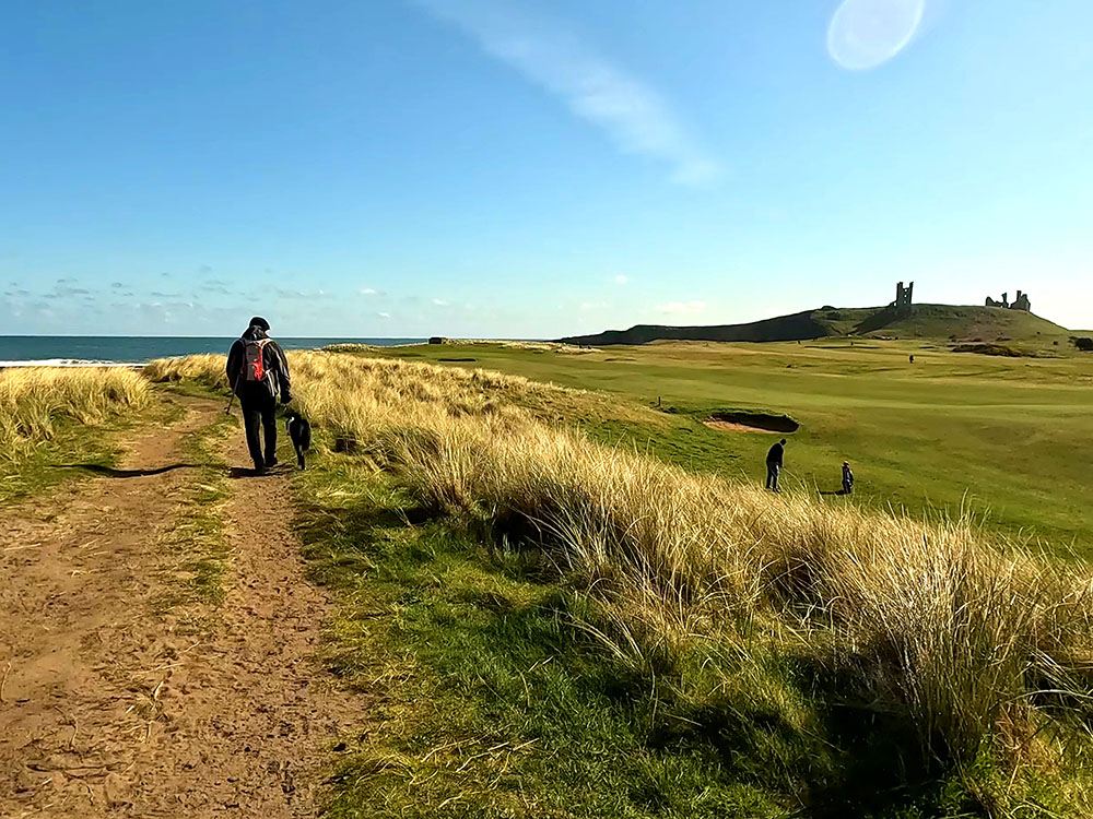 Walking between the sea and Dunstanburgh golf course