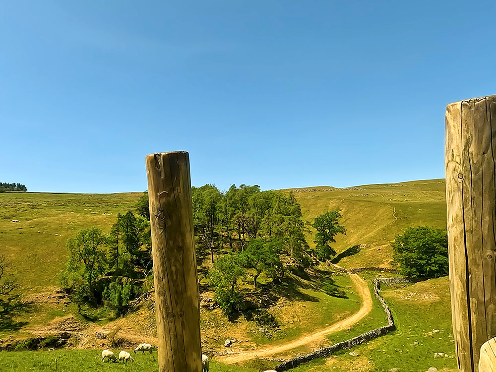 Looking towards the wooden ravine of Trow Gill from the stile on Long Lane