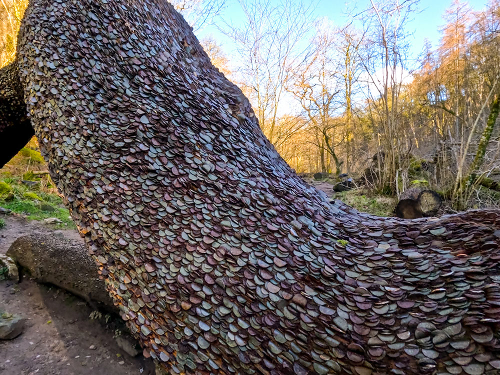 Close-up of the 'money tree'