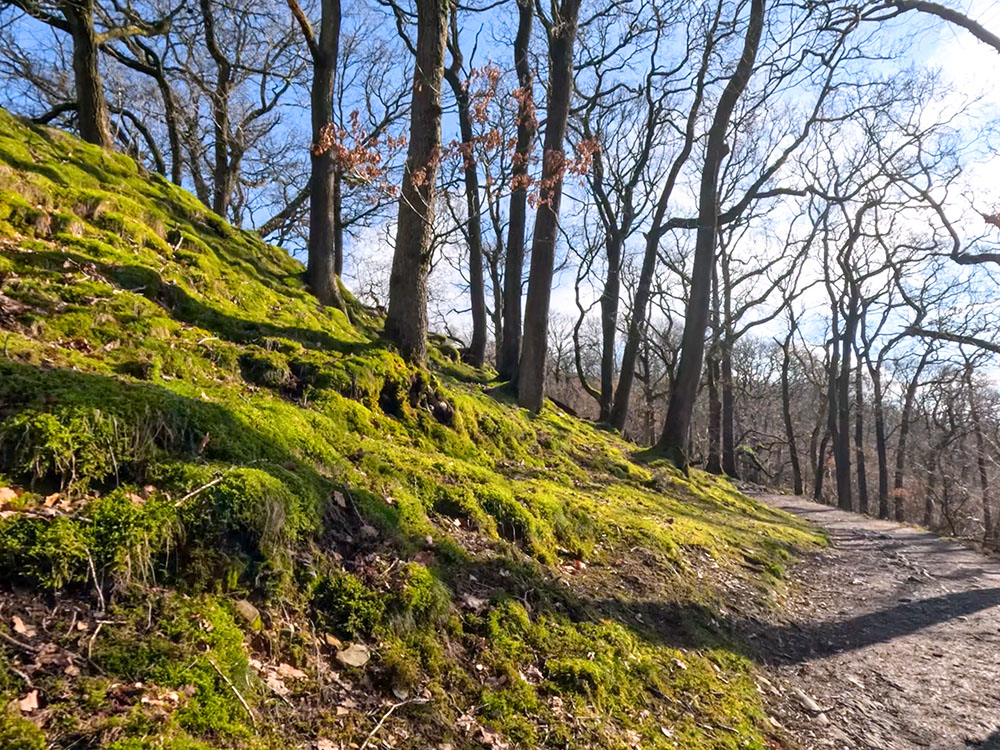 The path through Quarry Wood