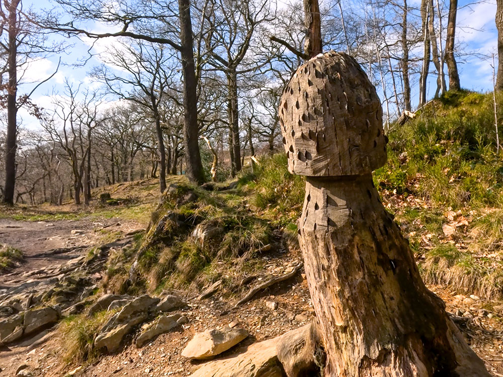Wooden carving with money on the Ingleton Waterfalls walk