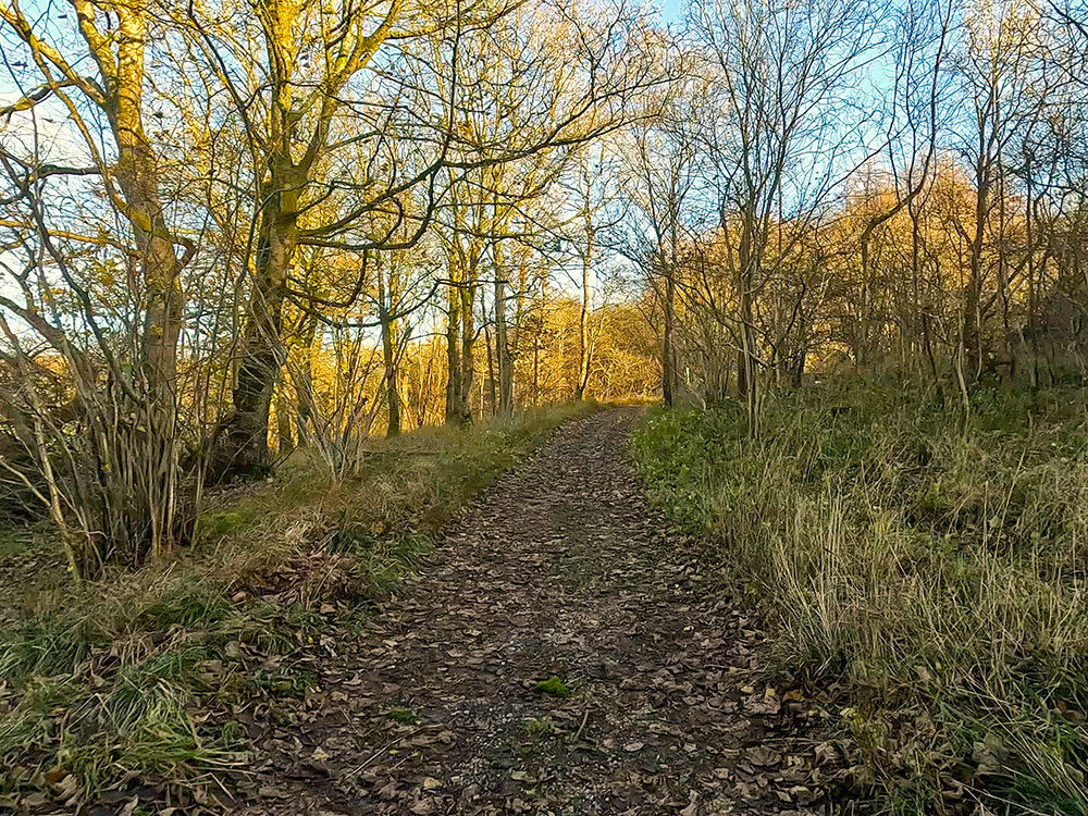 Footpath heading along the side of Grass Wood