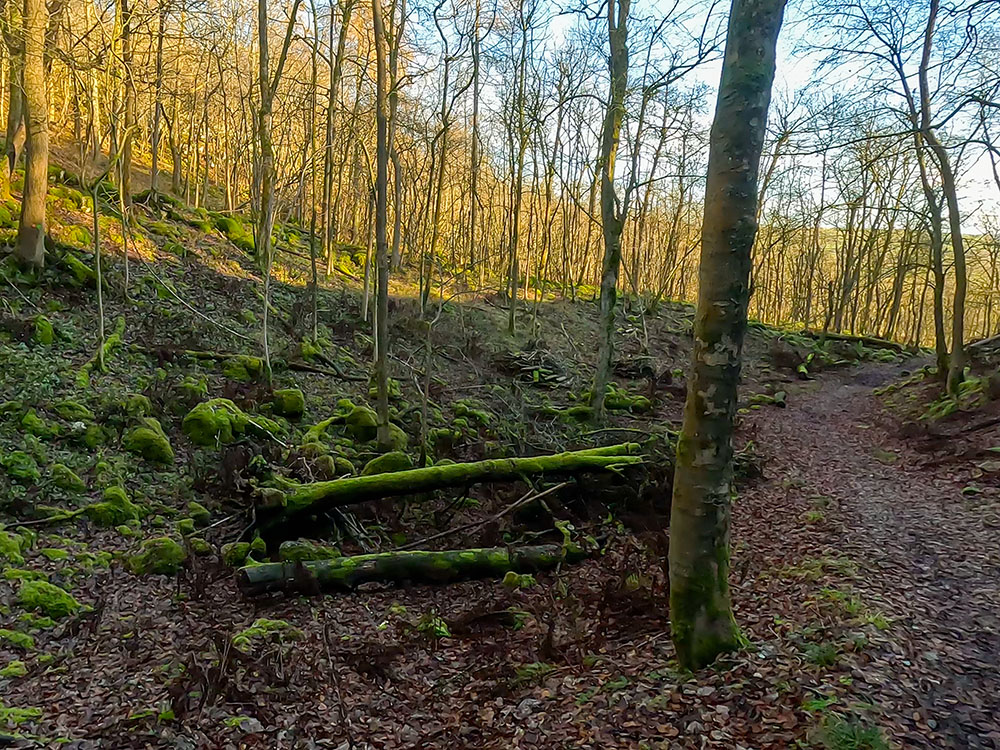 Footpath meandering down through Grass Wood