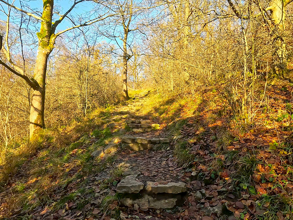 The steps in Lower Grass Wood