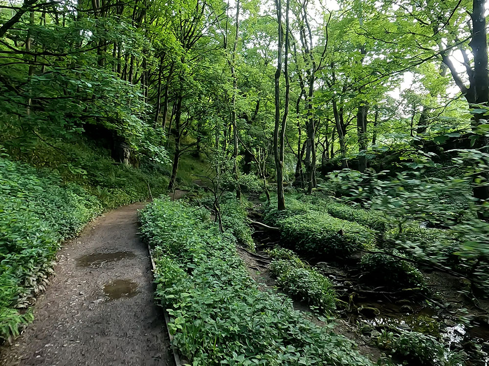 Path in the Woods heading towards Janet's Foss