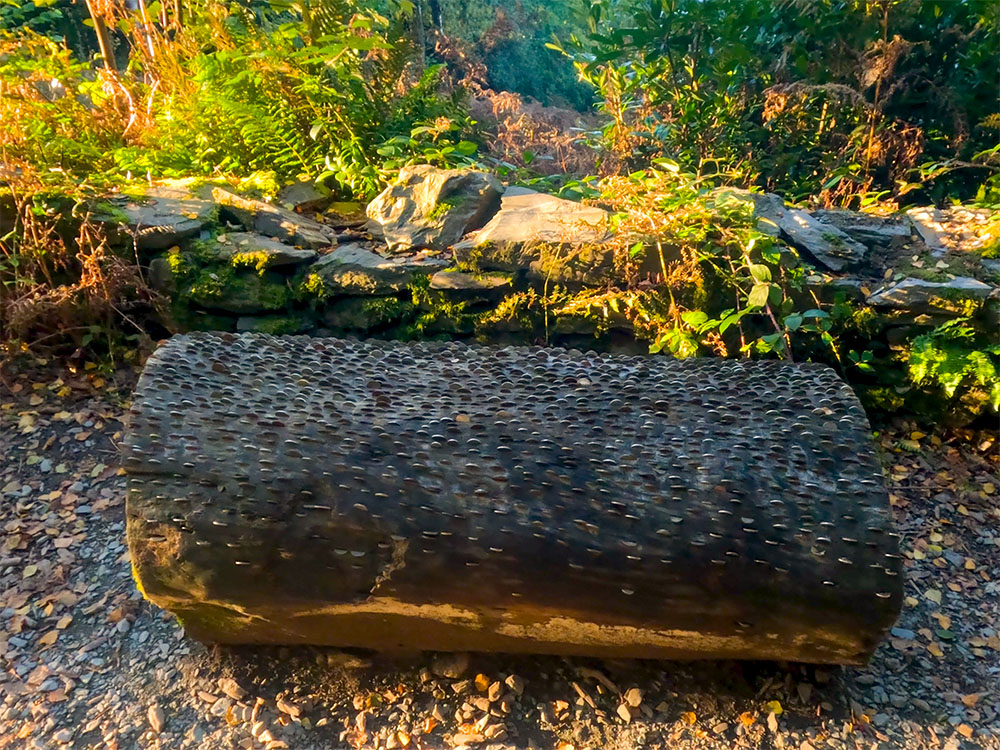 The money log on the path to Orrest Head