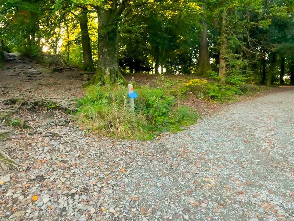 The red and blue paths again diverge, the red taking the rougher route over tree roots, the right-hand blue path keeps ahead on the smooth gravelled path