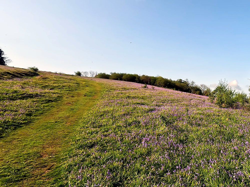 Carpet of bluebells heading up into Oxenber Wood