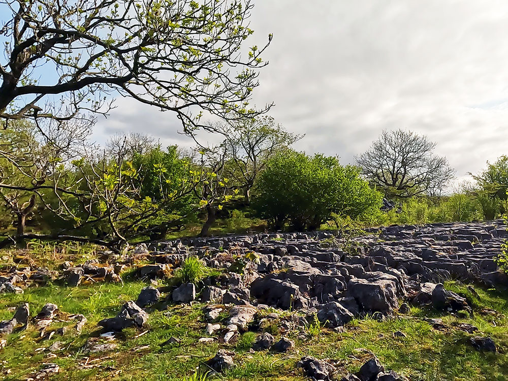 Limestone pavement in Oxenber Wood