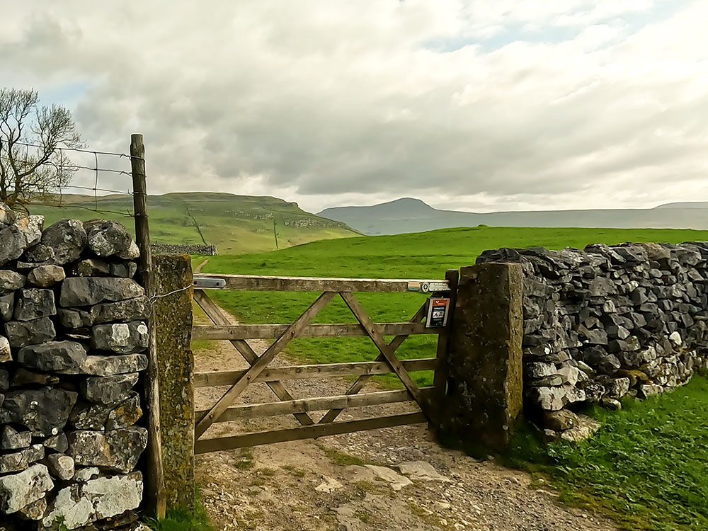 Looking back at Pen-y-ghent over the gate on Feizor Nick track