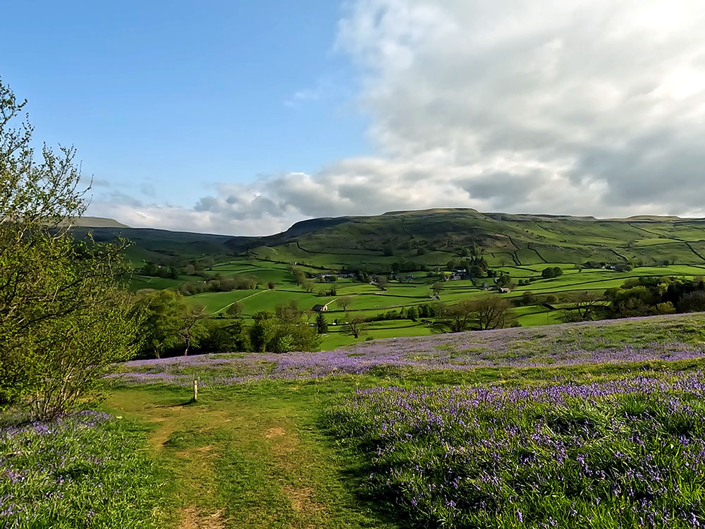 Looking back down the path over the bluebells towards Wharfe and Ingleborough from Oxenber Wood