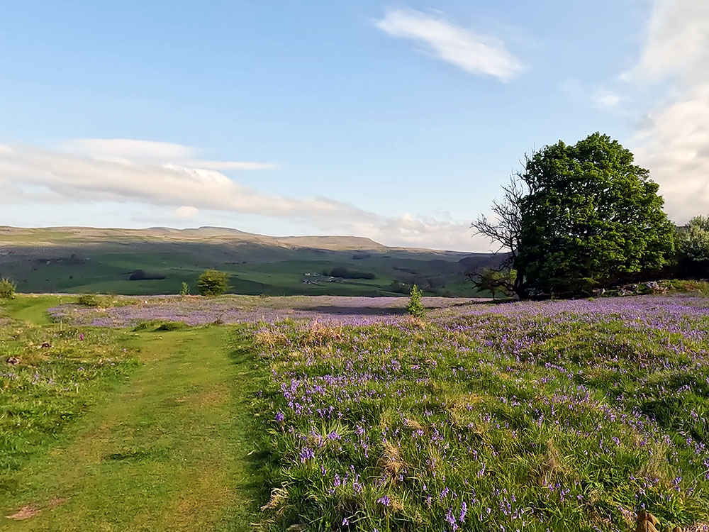 Looking back towards Ingleborough and Little Ingleborough from Oxenber Wood