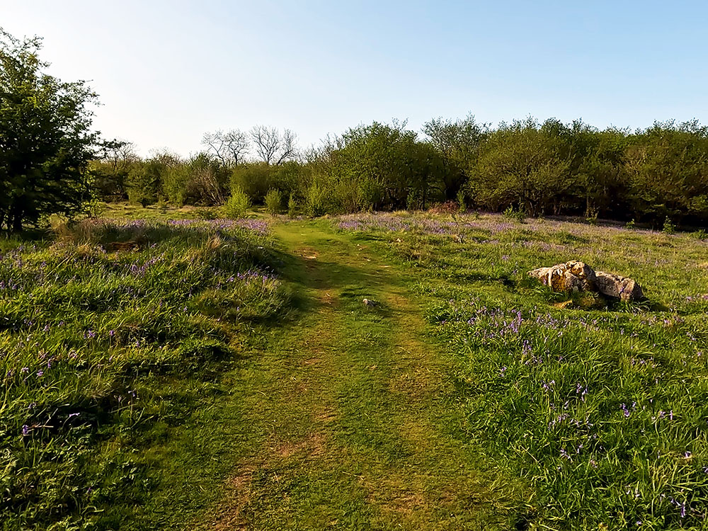 Path surrounded by bluebells, heading into Oxenber Wood