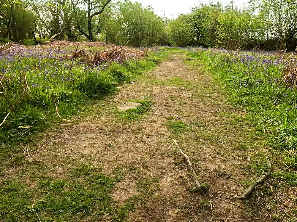 Path through Wharf Wood