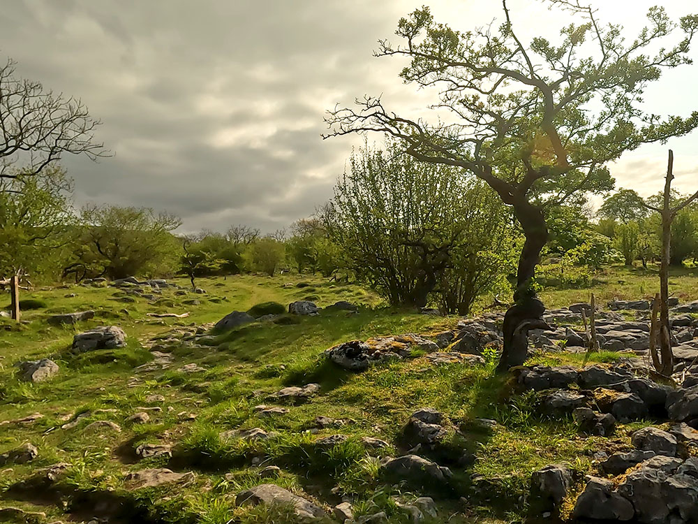 Path through limestone outcrops in Oxenber Wood