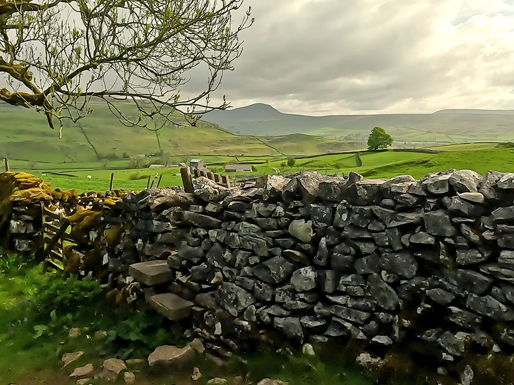 Pen-y-ghent over the wall stile exiting Wharf Wood