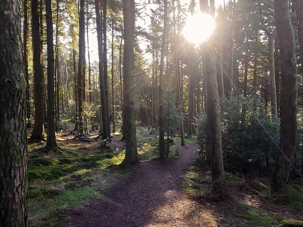 Dappling light across the footpath in the Pendle Sculpture Trail