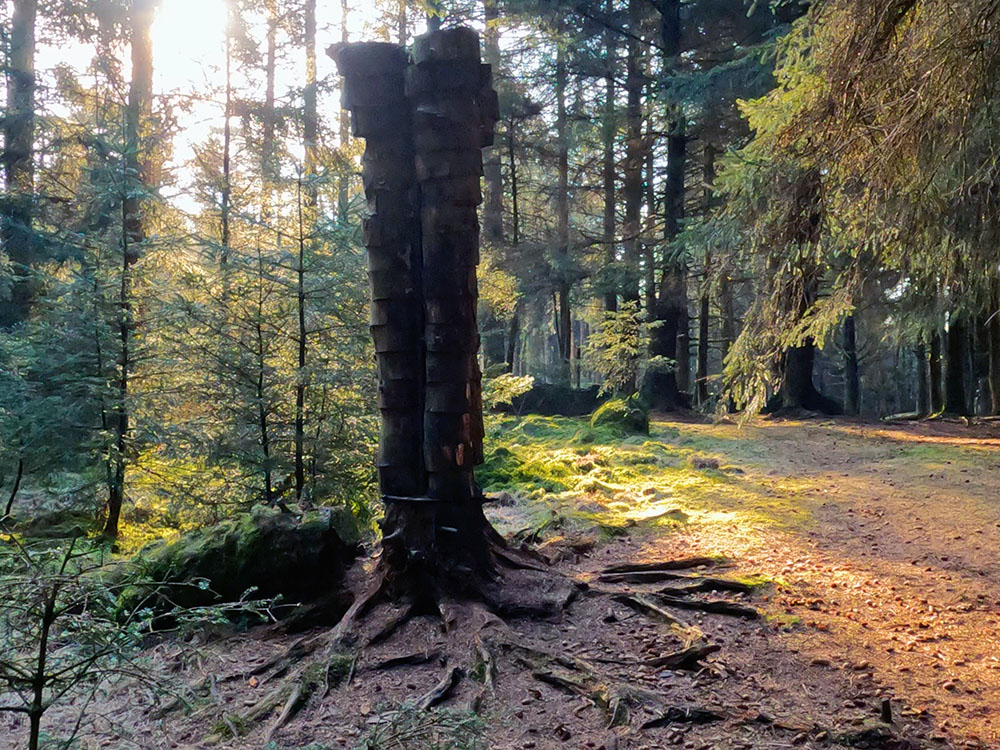 Quaker Tree in the Pendle Sculpture Trail