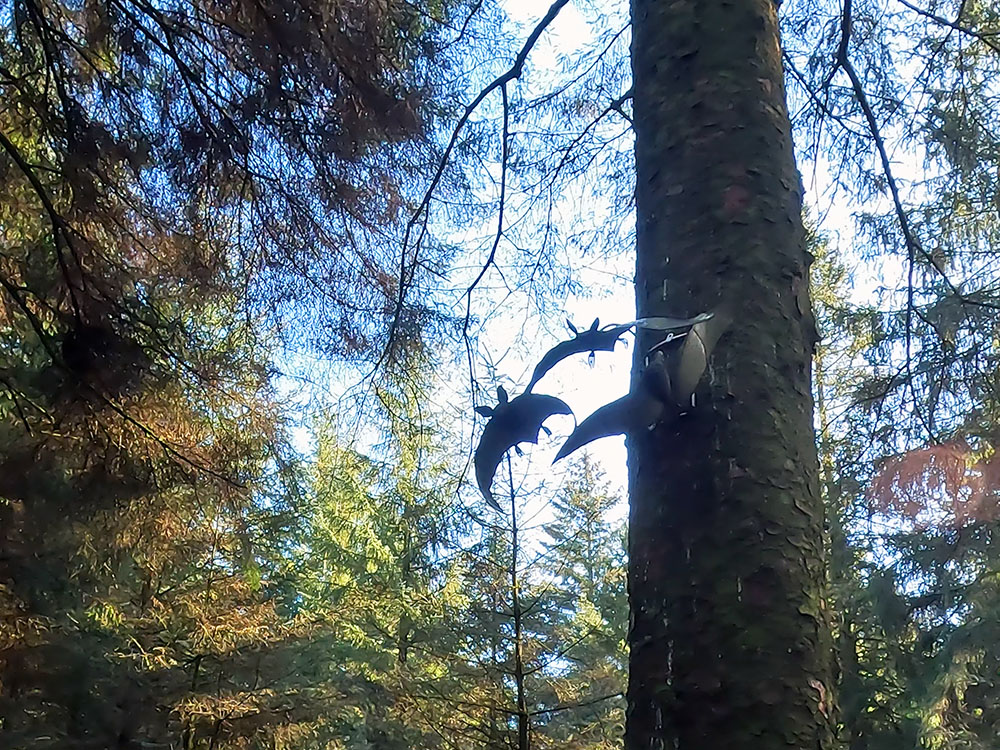 Three Bats in Flight in the Pendle Sculpture Trail