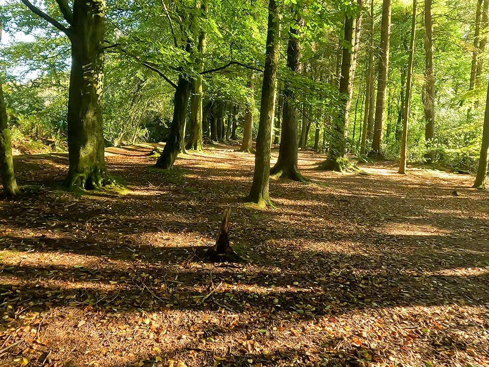 The Pendle Way path heads up through the trees