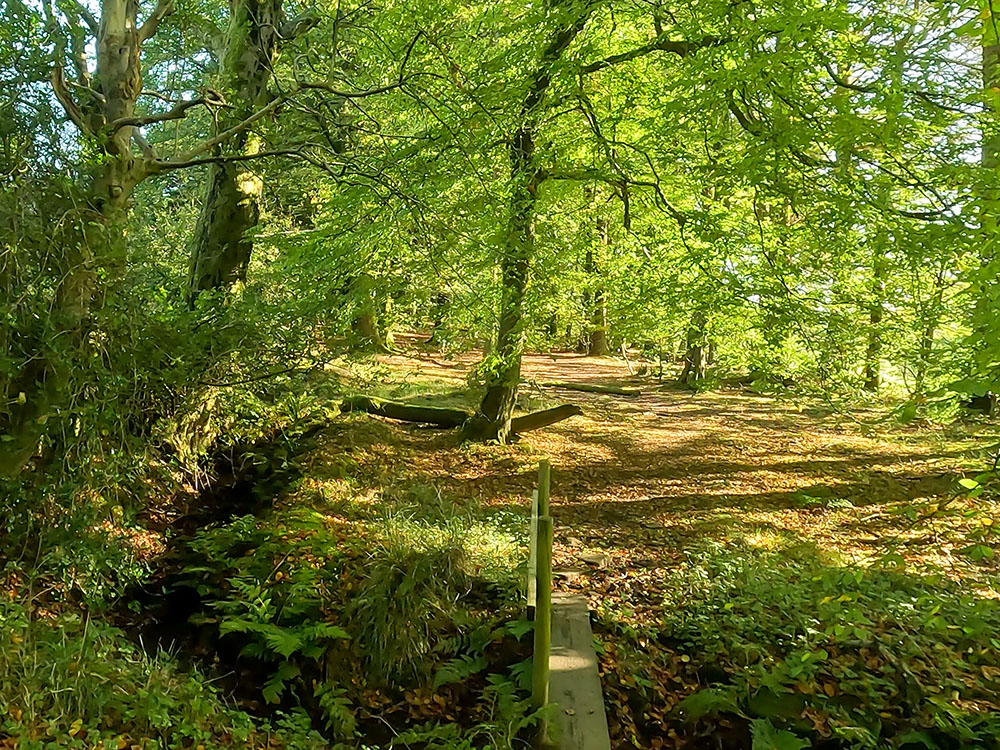 Pass over the first of a few wooden footbridges in the woods