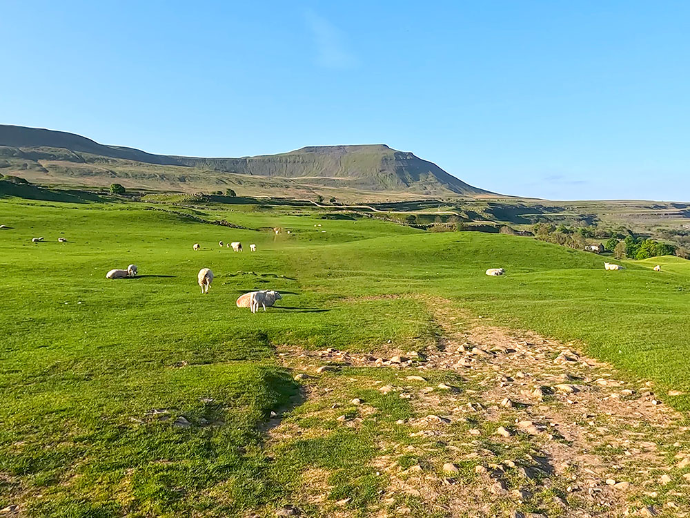 Heading along the path towards Ingleborough