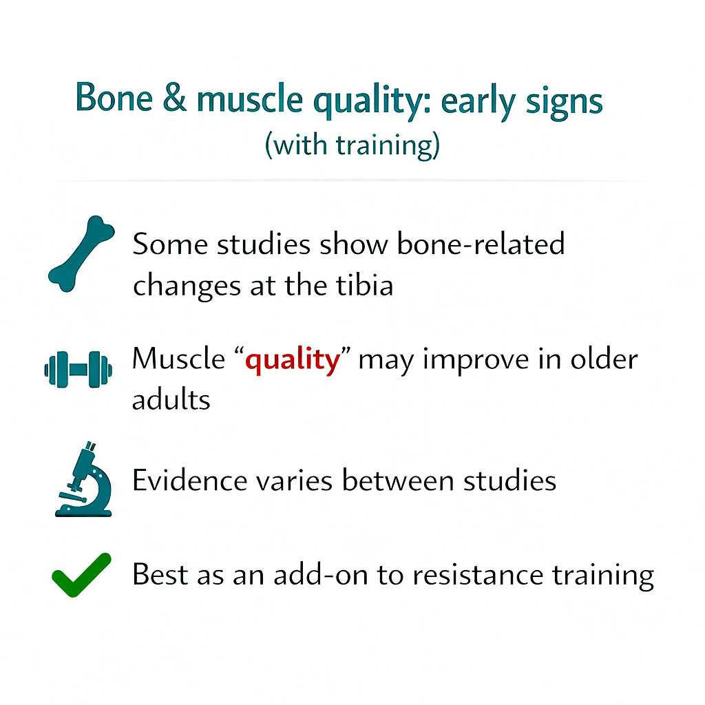 Infographic summarising early findings on bone and muscle quality changes with creatine and resistance training