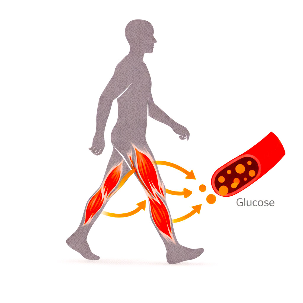 An illustration showing leg muscles taking up glucose from the blood during walking