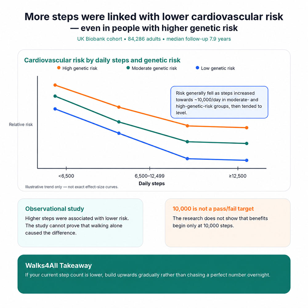 Infographic showing UK Biobank findings that higher daily step counts were associated with lower cardiovascular risk across low, moderate and high genetic-risk groups.