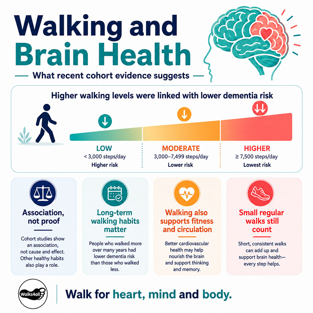 Walking and brain health infographic comparing lower, moderate and higher daily step ranges and explaining that greater walking levels were associated with lower dementia risk in cohort research.