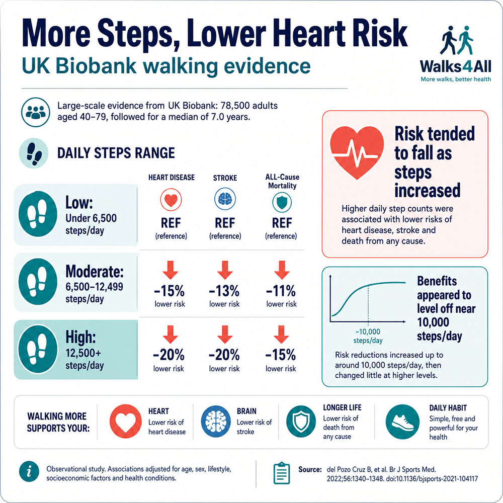 Infographic explaining UK Biobank walking evidence, showing low, moderate and high daily step ranges and how cardiovascular risk tended to fall as steps increased.